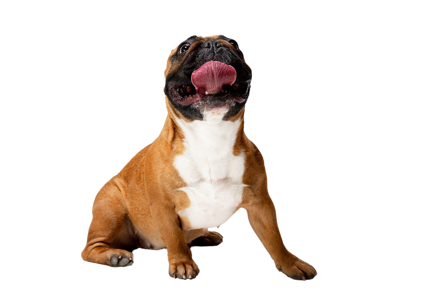 gimnasio pet friendly